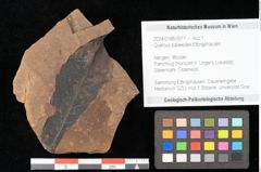 Foto (Objekt + Etikett) von Quercus palaeoilex Ettingshausen (NHMW-GEO-2024-0188-0911)